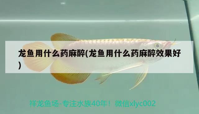 龍魚用什么藥麻醉(龍魚用什么藥麻醉效果好) 龍魚麻藥（祥龍Nika）