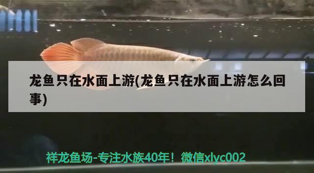 龍魚(yú)只在水面上游(龍魚(yú)只在水面上游怎么回事)