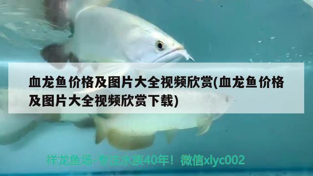 血龍魚價(jià)格及圖片大全視頻欣賞(血龍魚價(jià)格及圖片大全視頻欣賞下載)