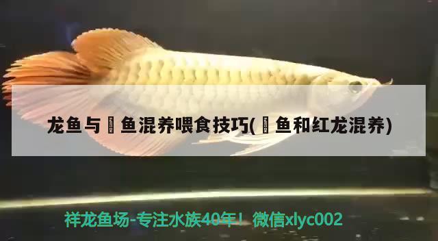 龍魚與魟魚混養(yǎng)喂食技巧(魟魚和紅龍混養(yǎng))