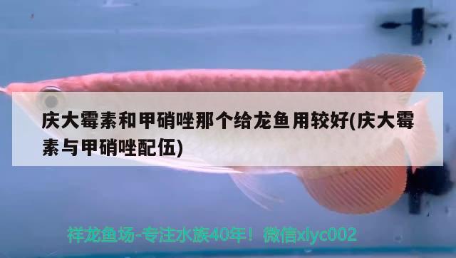 慶大霉素和甲硝唑那個(gè)給龍魚用較好(慶大霉素與甲硝唑配伍) 水族用品