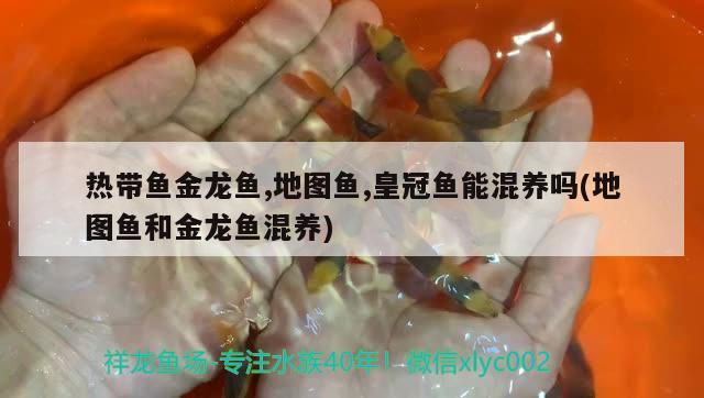 熱帶魚金龍魚,地圖魚,皇冠魚能混養(yǎng)嗎(地圖魚和金龍魚混養(yǎng)) 紅尾平克魚