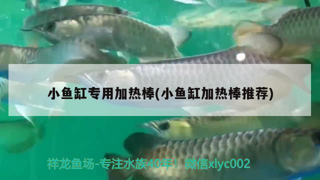 小魚缸專用加熱棒(小魚缸加熱棒推薦)