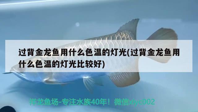 過背金龍魚用什么色溫的燈光(過背金龍魚用什么色溫的燈光比較好) 金龍魚百科