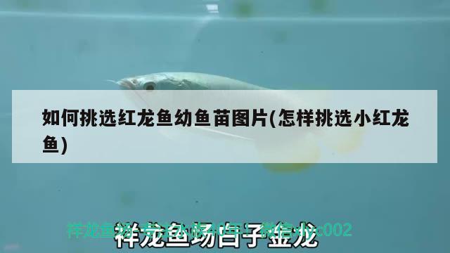 如何挑選紅龍魚幼魚苗圖片(怎樣挑選小紅龍魚) 玫瑰銀版魚