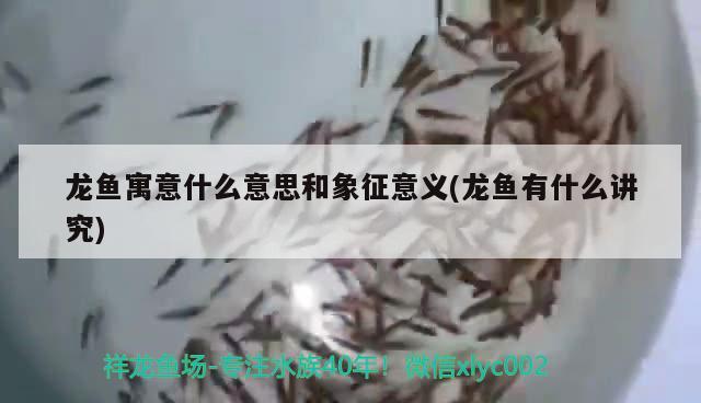 龍魚寓意什么意思和象征意義(龍魚有什么講究)