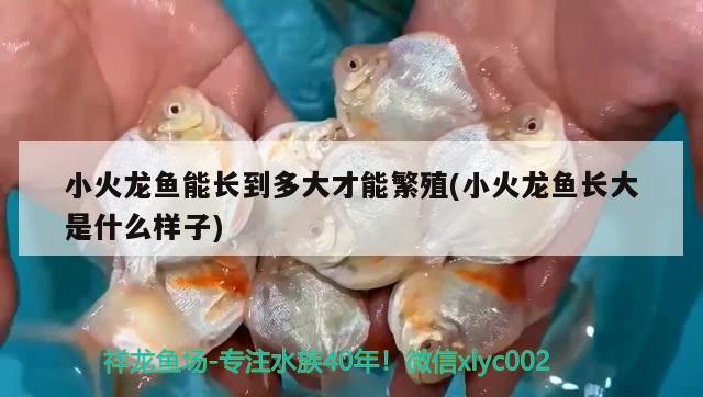 小火龍魚能長到多大才能繁殖(小火龍魚長大是什么樣子)