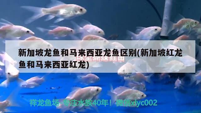 新加坡龍魚和馬來西亞龍魚區(qū)別(新加坡紅龍魚和馬來西亞紅龍)