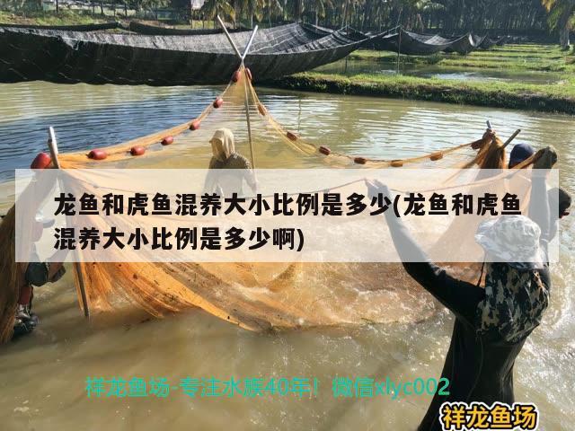 龍魚和虎魚混養(yǎng)大小比例是多少(龍魚和虎魚混養(yǎng)大小比例是多少啊)