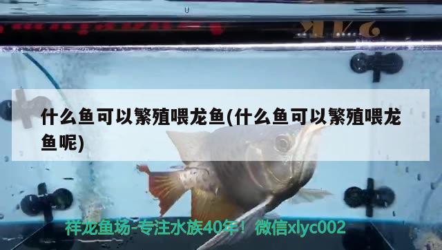 什么魚可以繁殖喂龍魚(什么魚可以繁殖喂龍魚呢) 三間鼠魚