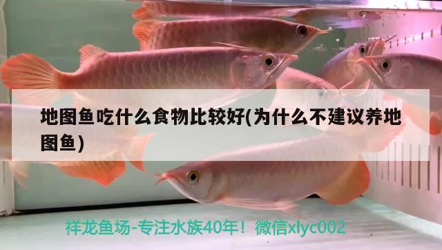 地圖魚吃什么食物比較好(為什么不建議養(yǎng)地圖魚) 觀賞魚