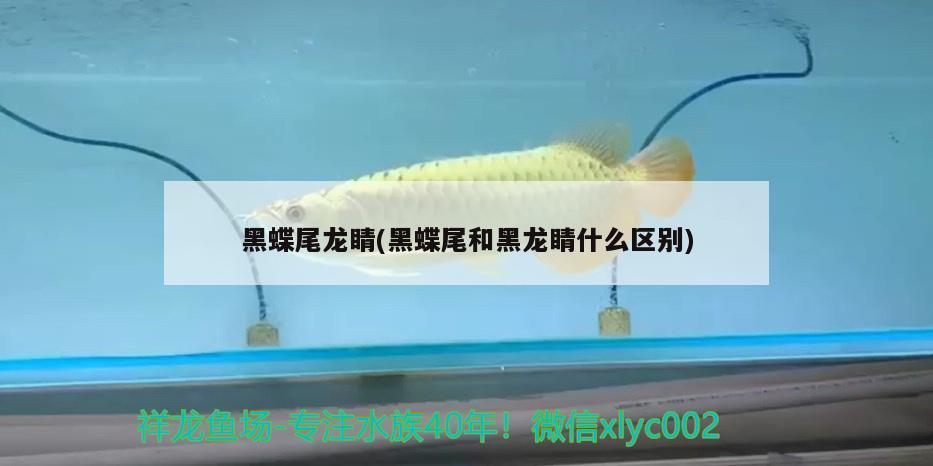 黑蝶尾龍睛(黑蝶尾和黑龍睛什么區(qū)別) 觀賞魚