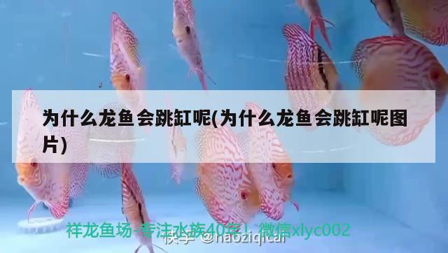 為什么龍魚會跳缸呢(為什么龍魚會跳缸呢圖片)