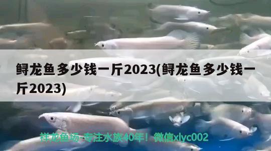 鱘龍魚多少錢一斤2023(鱘龍魚多少錢一斤2023)