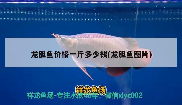 龍膽魚價格一斤多少錢(龍膽魚圖片)