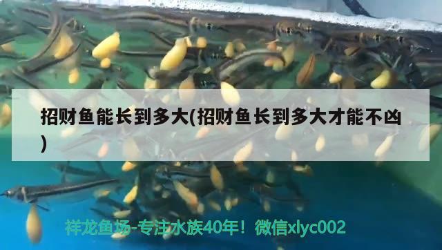 招財魚能長到多大(招財魚長到多大才能不兇) 觀賞魚