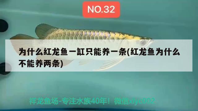 為什么紅龍魚一缸只能養(yǎng)一條(紅龍魚為什么不能養(yǎng)兩條) 古典過背金龍魚