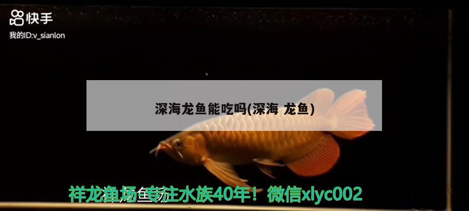 深海龍魚能吃嗎(深海龍魚) 觀賞魚