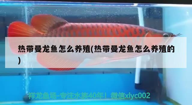 熱帶曼龍魚怎么養(yǎng)殖(熱帶曼龍魚怎么養(yǎng)殖的) 白化火箭魚