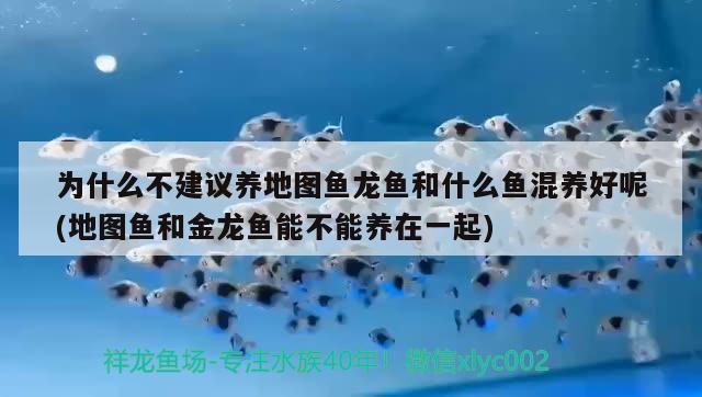 為什么不建議養(yǎng)地圖魚龍魚和什么魚混養(yǎng)好呢(地圖魚和金龍魚能不能養(yǎng)在一起) 水族雜談