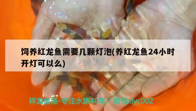 飼養(yǎng)紅龍魚需要幾顆燈泡(養(yǎng)紅龍魚24小時(shí)開燈可以么)