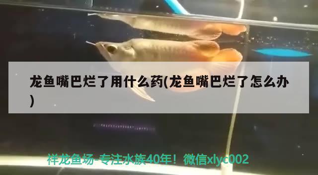 龍魚嘴巴爛了用什么藥(龍魚嘴巴爛了怎么辦) 圣菲埃及魚