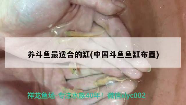 養(yǎng)斗魚最適合的缸(中國斗魚魚缸布置)