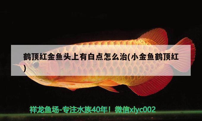 鶴頂紅金魚頭上有白點(diǎn)怎么治(小金魚鶴頂紅) 觀賞魚