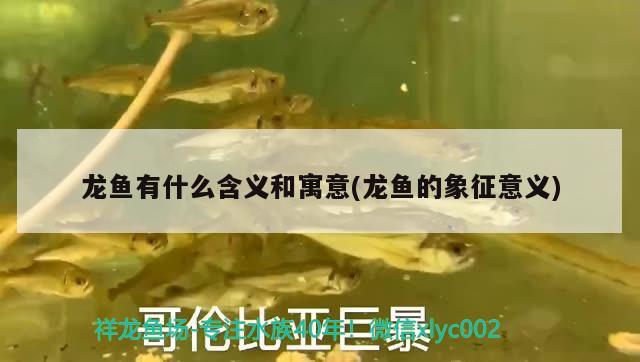 龍魚有什么含義和寓意(龍魚的象征意義)