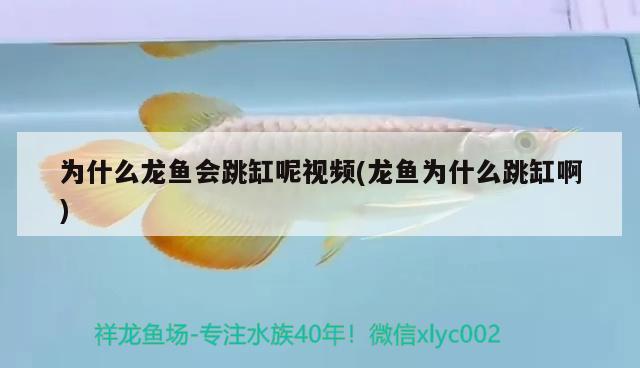 為什么龍魚會(huì)跳缸呢視頻(龍魚為什么跳缸啊)