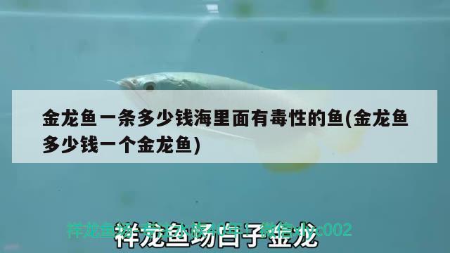 金龍魚一條多少錢海里面有毒性的魚(金龍魚多少錢一個金龍魚)