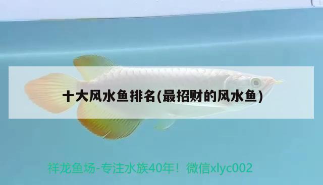 十大風(fēng)水魚排名(最招財(cái)?shù)娘L(fēng)水魚) 魚缸風(fēng)水