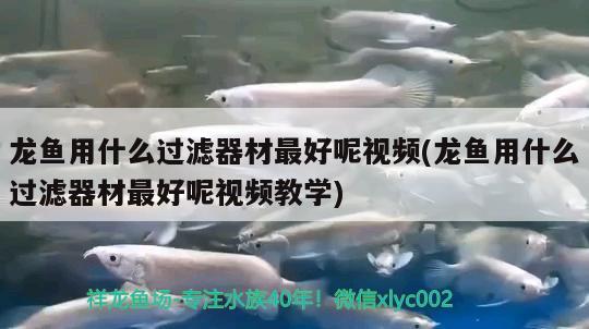 龍魚用什么過(guò)濾器材最好呢視頻(龍魚用什么過(guò)濾器材最好呢視頻教學(xué))