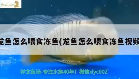 龍魚怎么喂食凍魚(龍魚怎么喂食凍魚視頻)