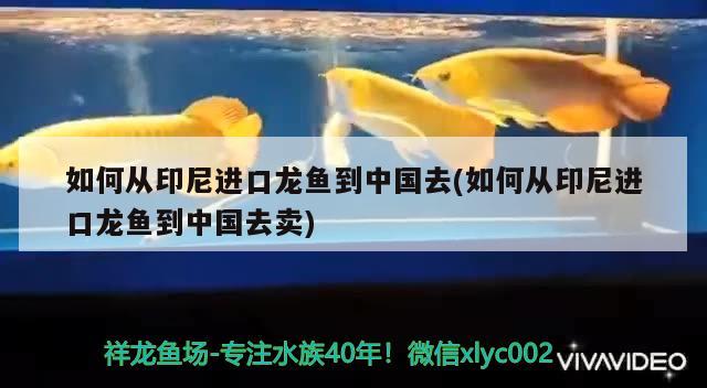 如何從印尼進口龍魚到中國去(如何從印尼進口龍魚到中國去賣)