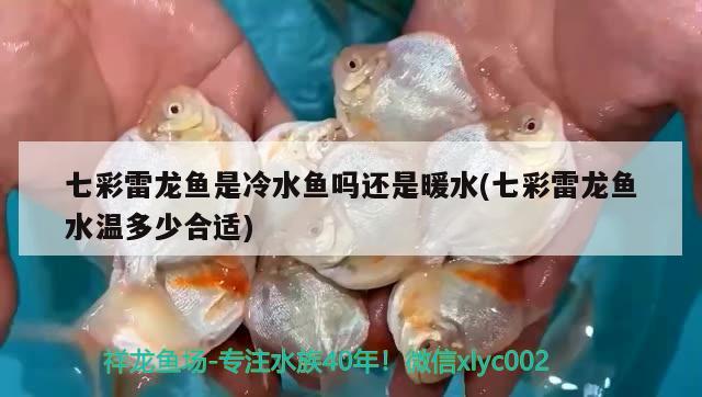 七彩雷龍魚是冷水魚嗎還是暖水(七彩雷龍魚水溫多少合適) 虎斑恐龍魚