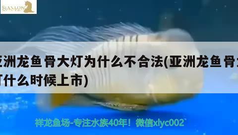 亞洲龍魚骨大燈為什么不合法(亞洲龍魚骨大燈什么時候上市)