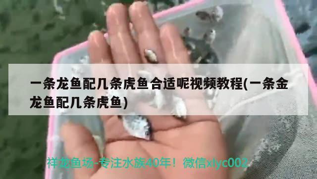 一條龍魚配幾條虎魚合適呢視頻教程(一條金龍魚配幾條虎魚)