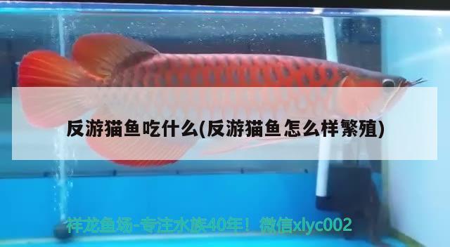 反游貓魚吃什么(反游貓魚怎么樣繁殖) 觀賞魚