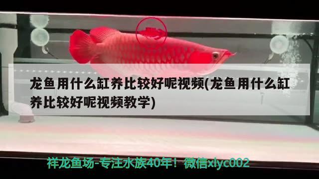 龍魚用什么缸養(yǎng)比較好呢視頻(龍魚用什么缸養(yǎng)比較好呢視頻教學) 進口元寶鳳凰魚