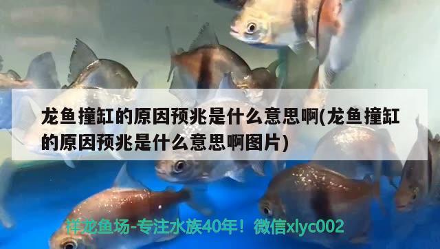 龍魚(yú)撞缸的原因預(yù)兆是什么意思啊(龍魚(yú)撞缸的原因預(yù)兆是什么意思啊圖片) 紅龍福龍魚(yú)