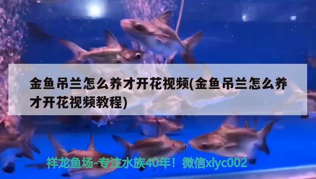 金魚吊蘭怎么養(yǎng)才開花視頻(金魚吊蘭怎么養(yǎng)才開花視頻教程)