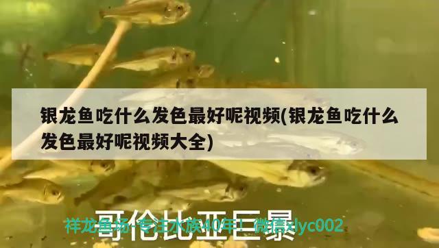 銀龍魚吃什么發(fā)色最好呢視頻(銀龍魚吃什么發(fā)色最好呢視頻大全)