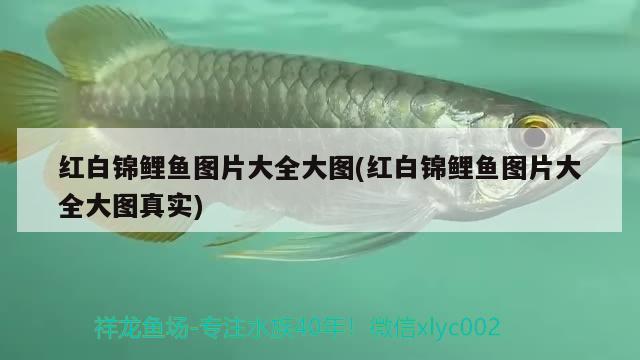 紅白錦鯉魚圖片大全大圖(紅白錦鯉魚圖片大全大圖真實)