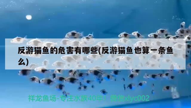 反游貓魚的危害有哪些(反游貓魚也算一條魚么) 觀賞魚