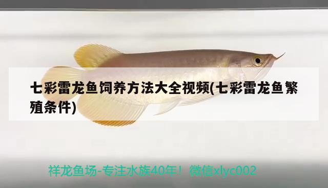 七彩雷龍魚飼養(yǎng)方法大全視頻(七彩雷龍魚繁殖條件) 紅龍專用魚糧飼料