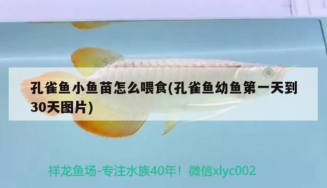 孔雀魚小魚苗怎么喂食(孔雀魚幼魚第一天到30天圖片)