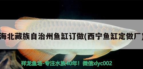 海北藏族自治州魚缸訂做(西寧魚缸定做廠) 元寶鯽