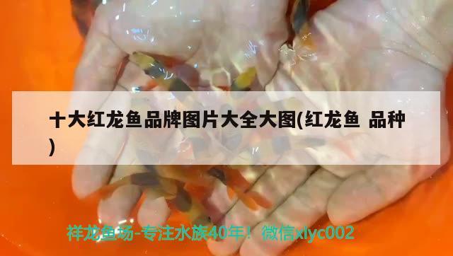 十大紅龍魚(yú)品牌圖片大全大圖(紅龍魚(yú)品種) 金龍魚(yú)糧