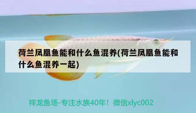 荷蘭鳳凰魚(yú)能和什么魚(yú)混養(yǎng)(荷蘭鳳凰魚(yú)能和什么魚(yú)混養(yǎng)一起)